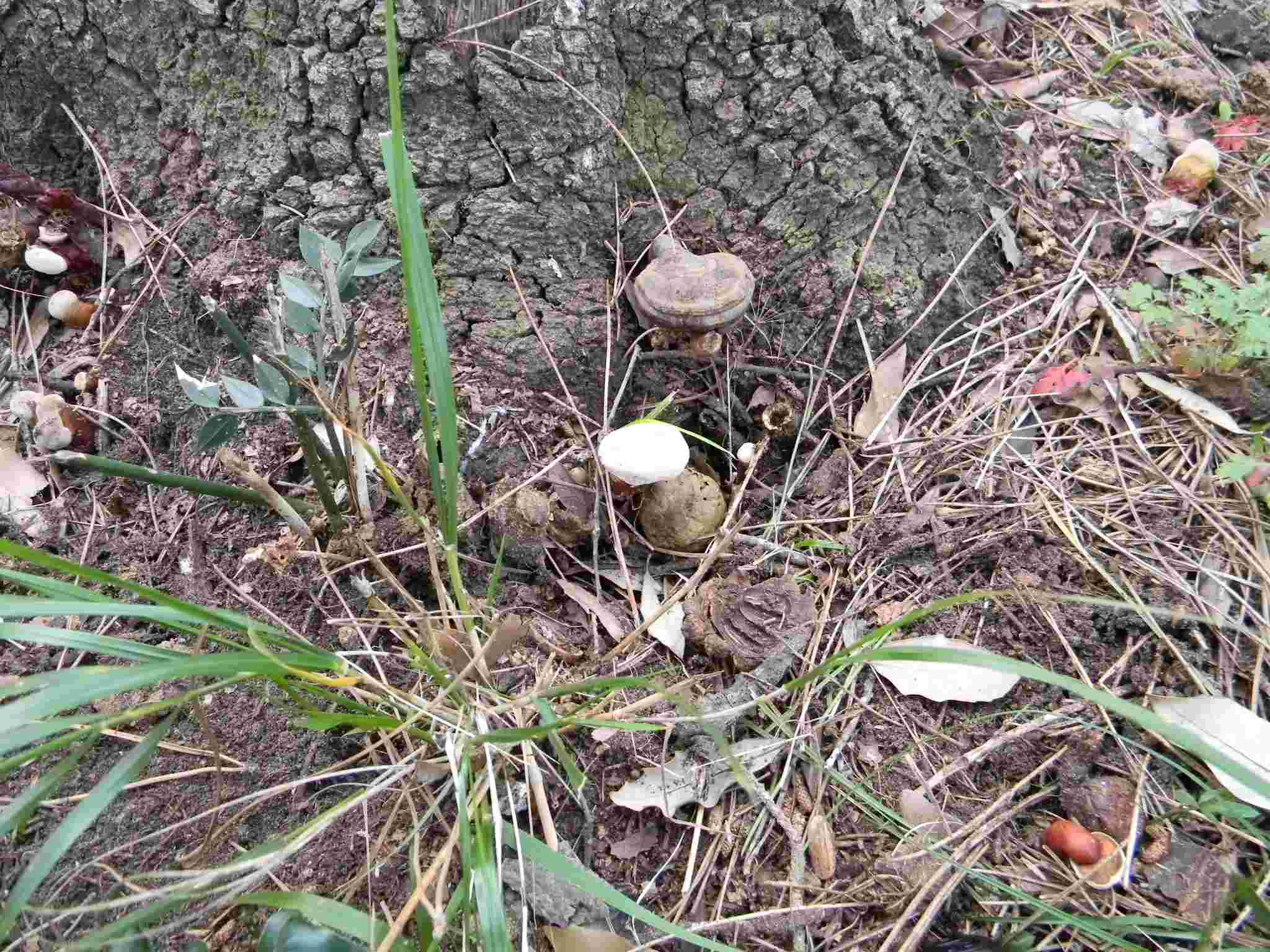 1910 Febbraio vecchio ritrovamento